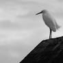 Snowy Egret on a Rusty Roof