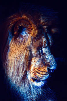 The Lion King.