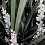 palm and flowers