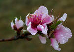 Peach Blossoms by Alcina-von-Yume