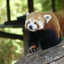 Red Panda 2