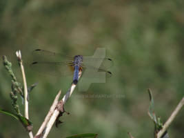 Blue Beauty