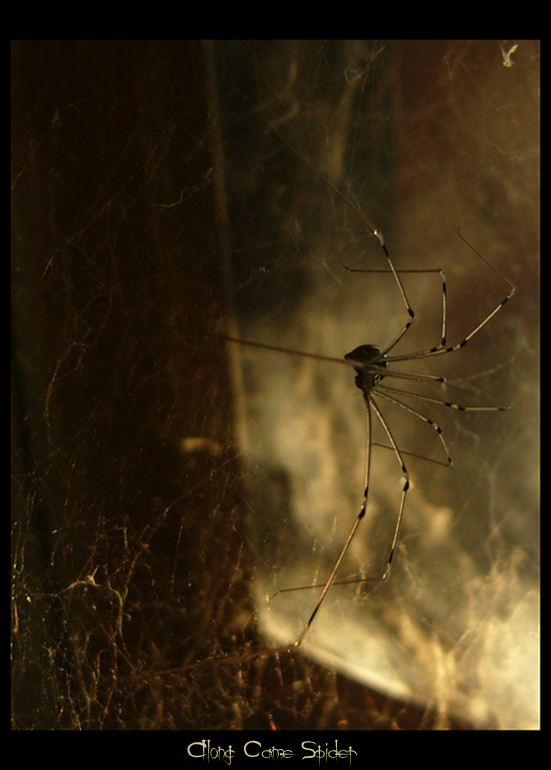 . along came spider . .