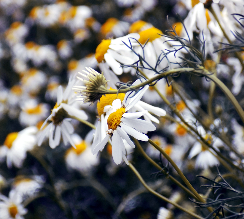 Flowery Peace