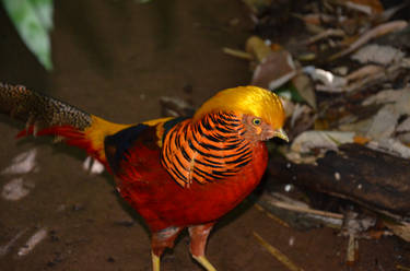 colourful bird