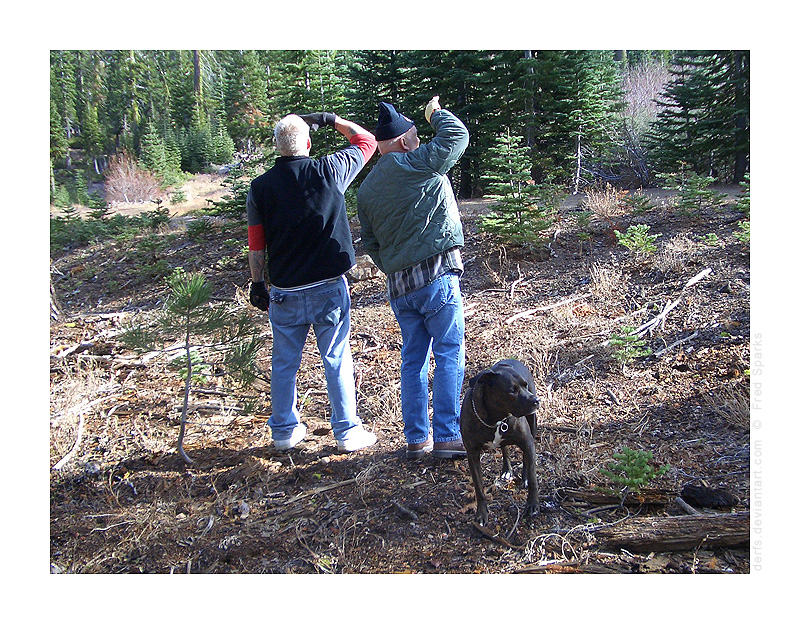 Christmas Tree Hunt