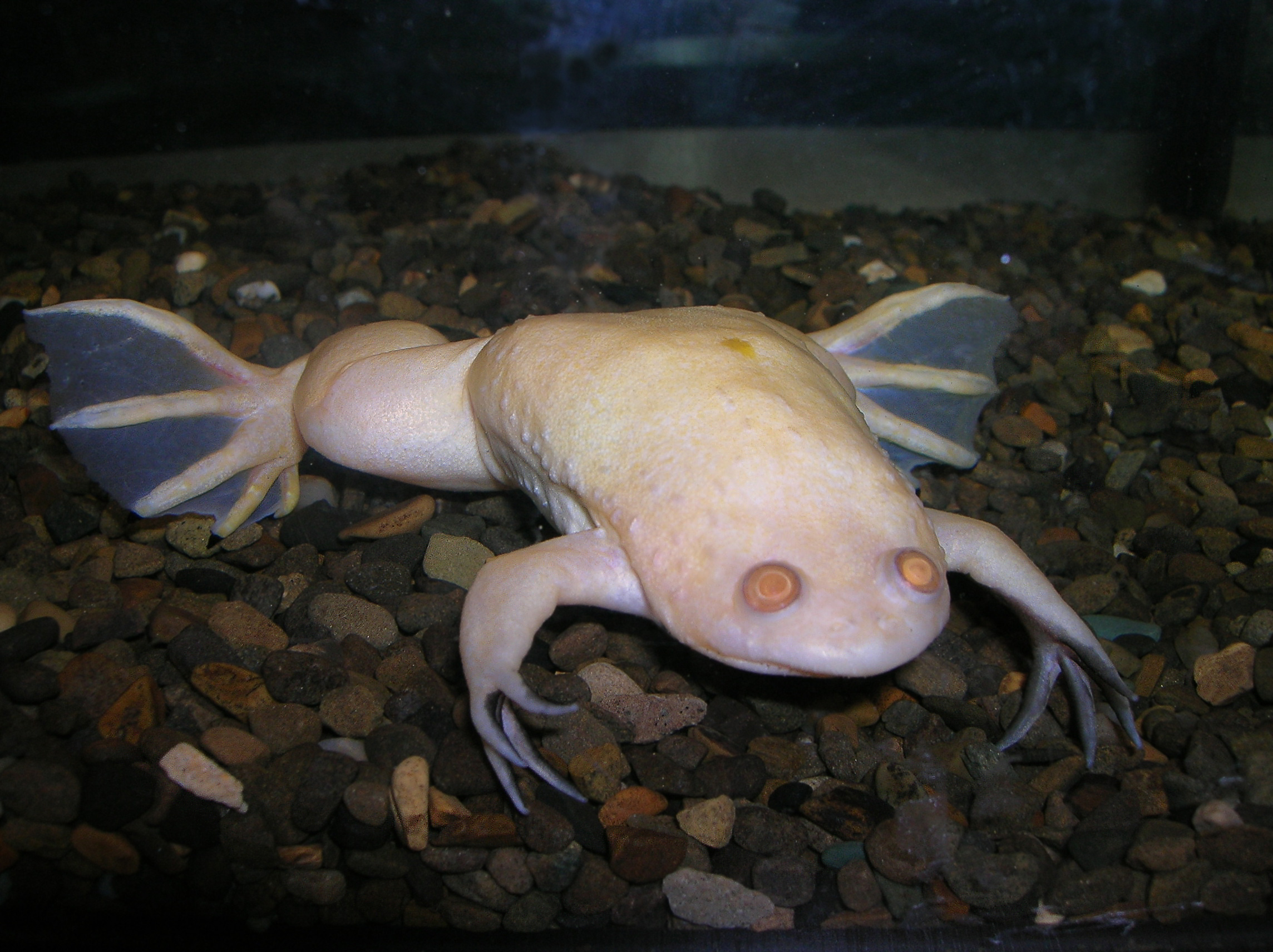 white frog