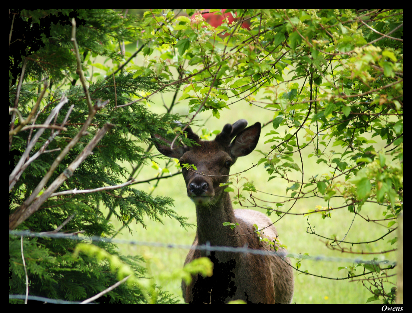 Garden Stag