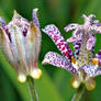 Hairy Toad Lily