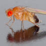 Drosophila melanogaster fly