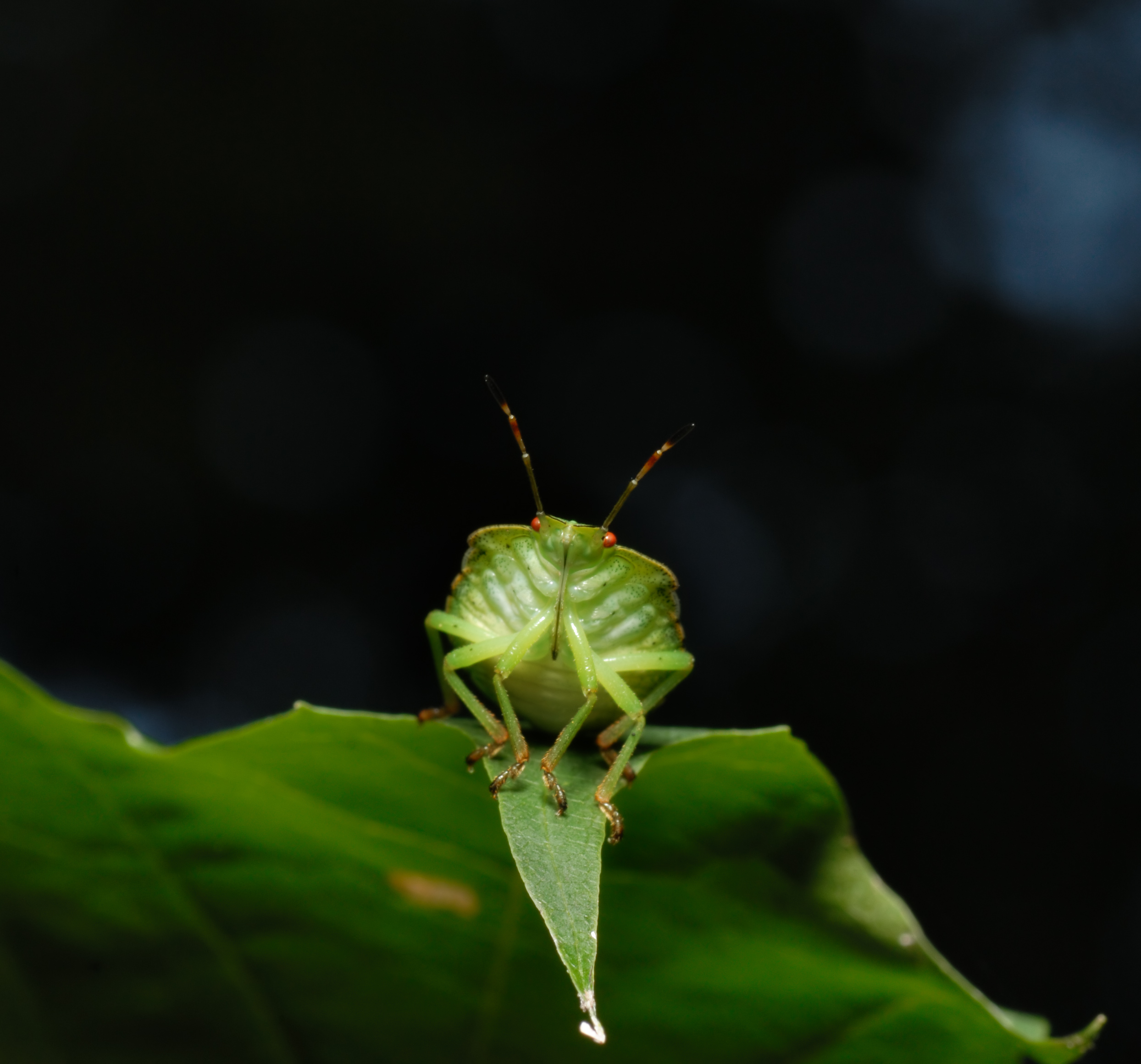 Green shield bug