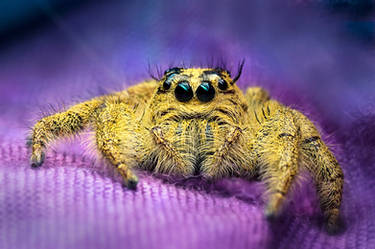 Yellow Jumping Spider