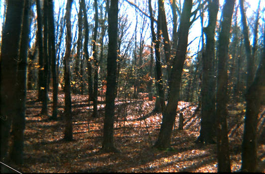 diana woods 8