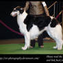 -Borzoi 2- :Stock: