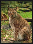 Lynx lynx by psychostange