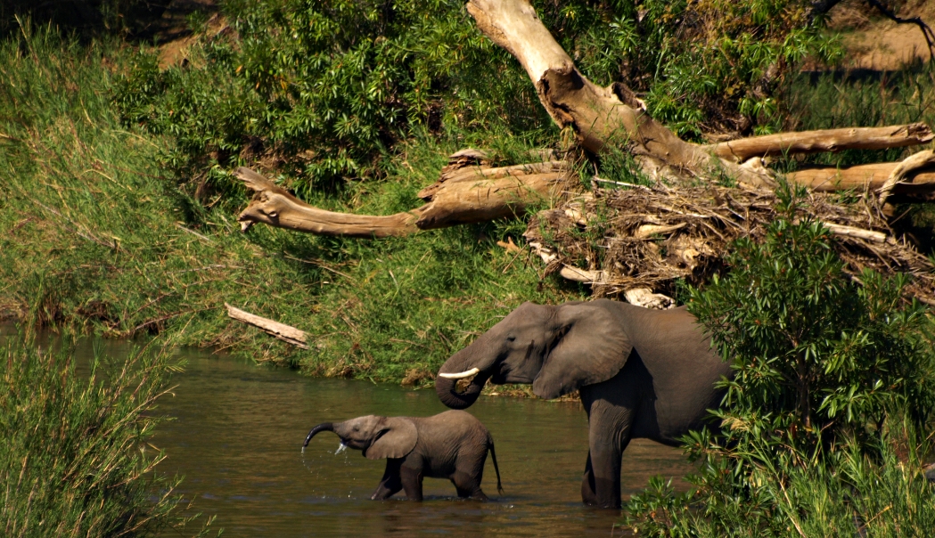 Elephant family