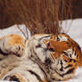 Tiger and Snow