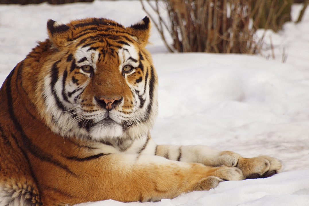 More Tiger, more snow