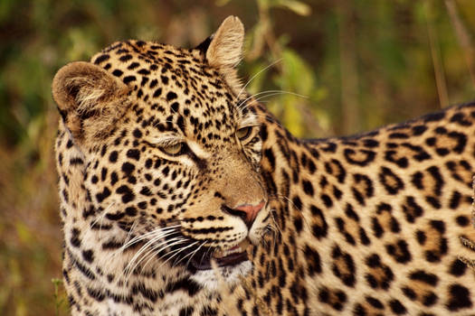 Young leopard in the morning