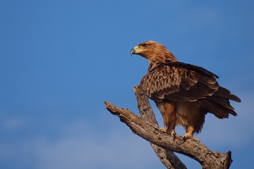 Tawny Eagle