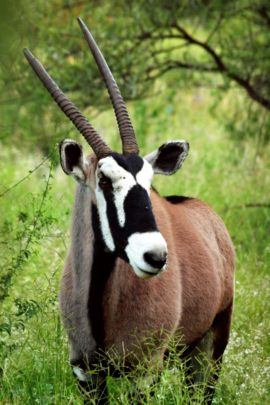 Oryx gazella