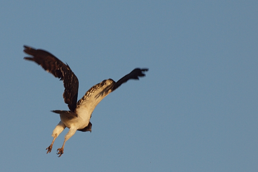 Snake Eagle