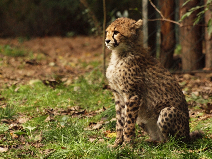 Regal Cheetah Cub