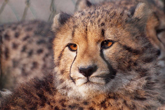 Cheetah Cub