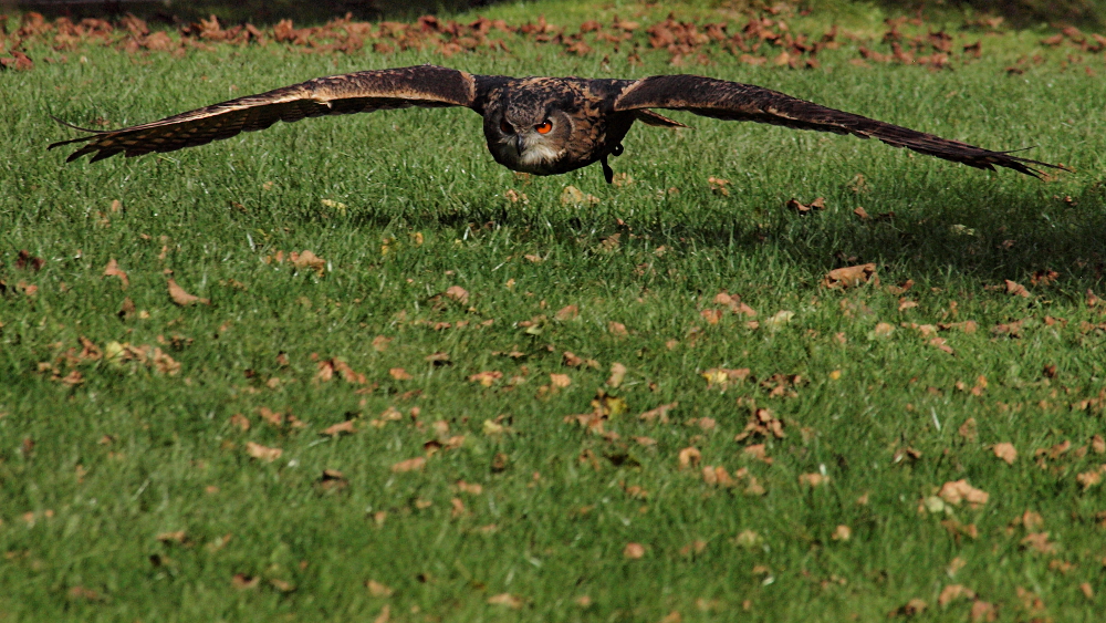 Eagle owl