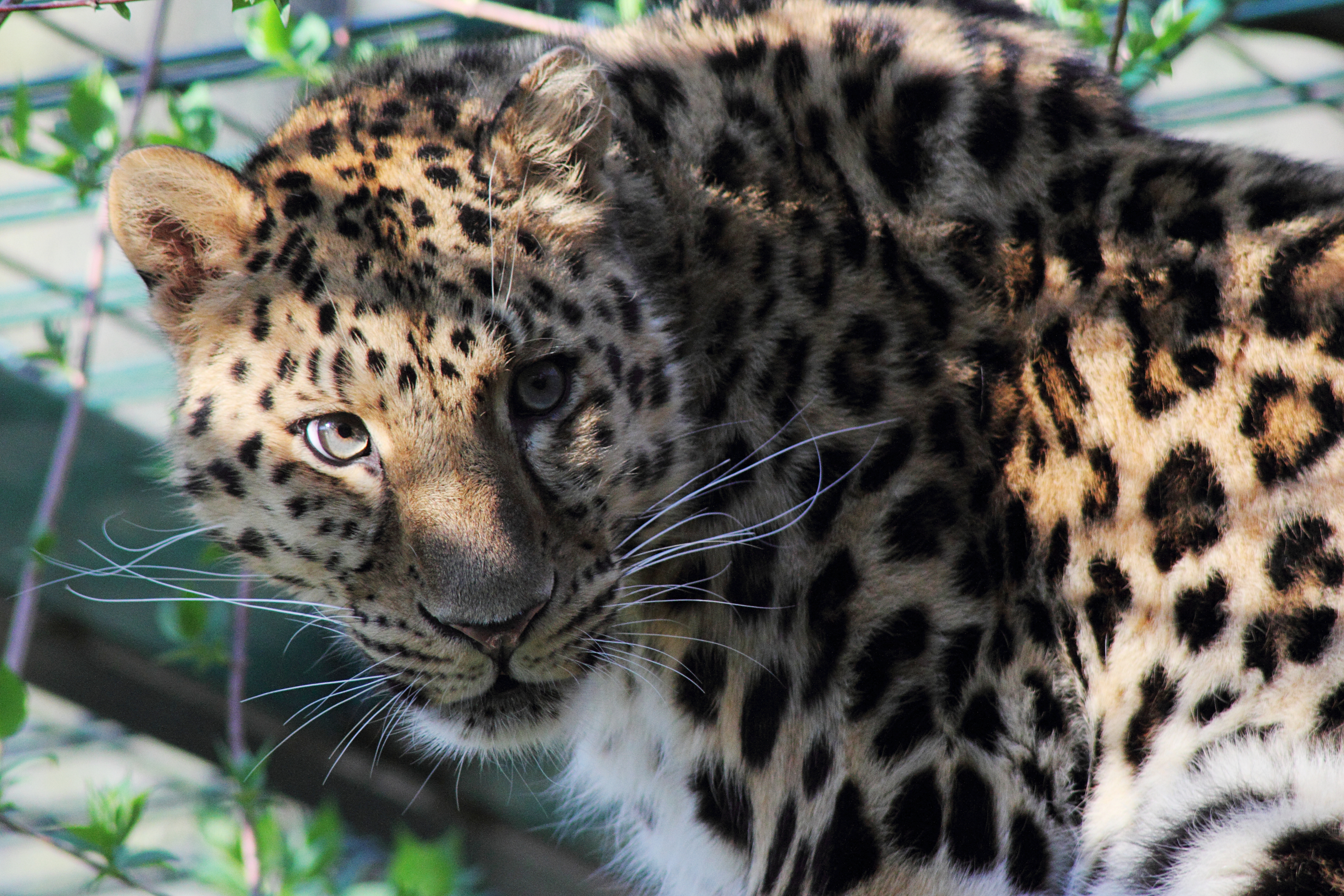 Amur Leopard