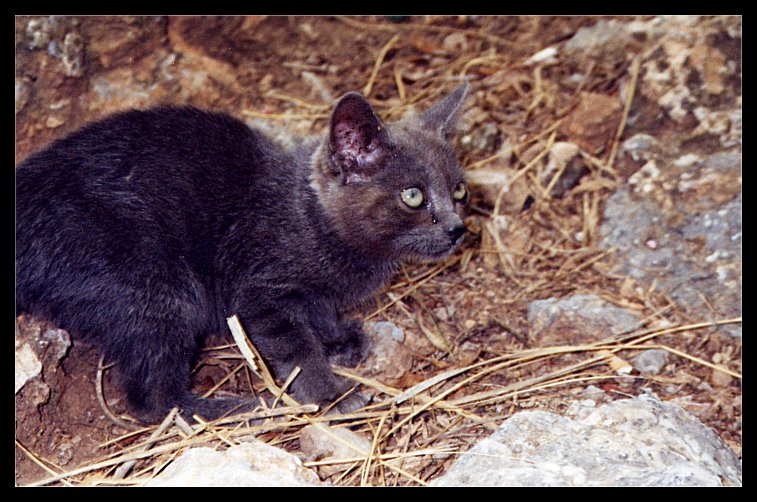 Mallorca cat