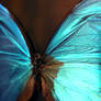 Blue Morpho by Hermione Stavros