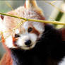 Red Panda.