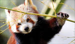 Red Panda. by Evey-Eyes