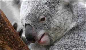 Koala.