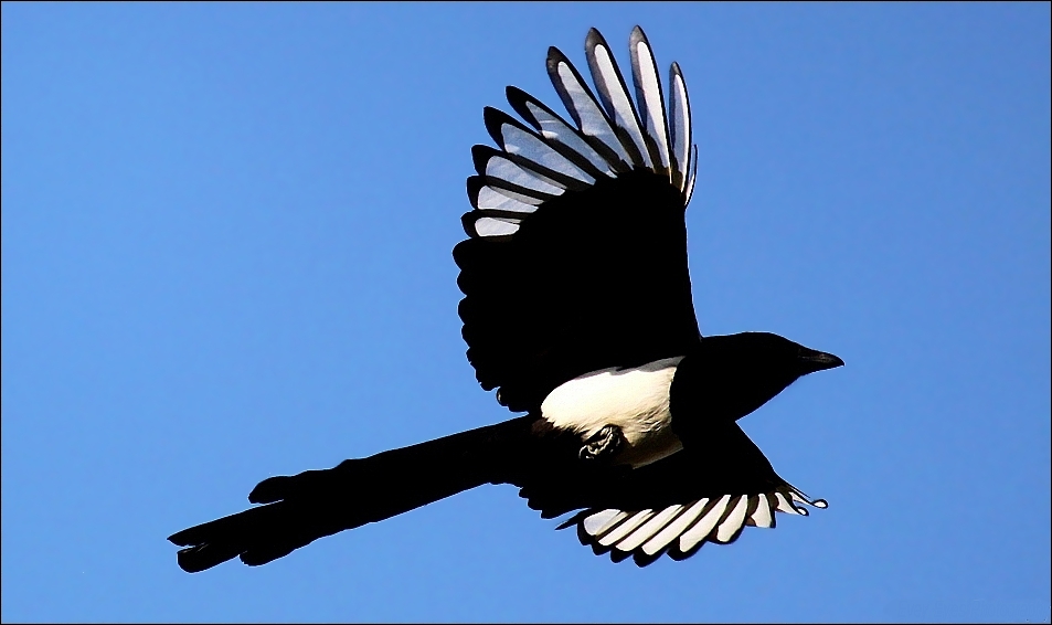 Eurasian magpie.