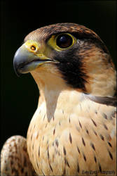 Barbary falcon.