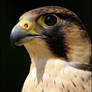Barbary falcon.
