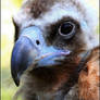 Cinereous vulture.
