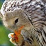 Ural owl.