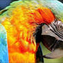 Harlequin macaw.