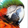 Harlequin macaw.