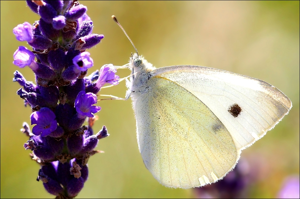 Pieris rapae.