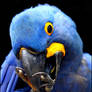 Hyacinth macaw.