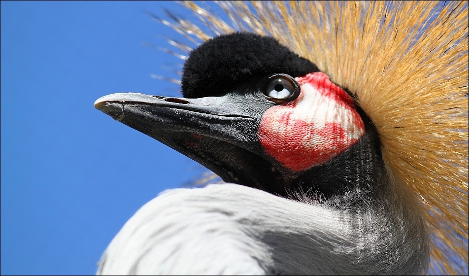 Black crowned crane.