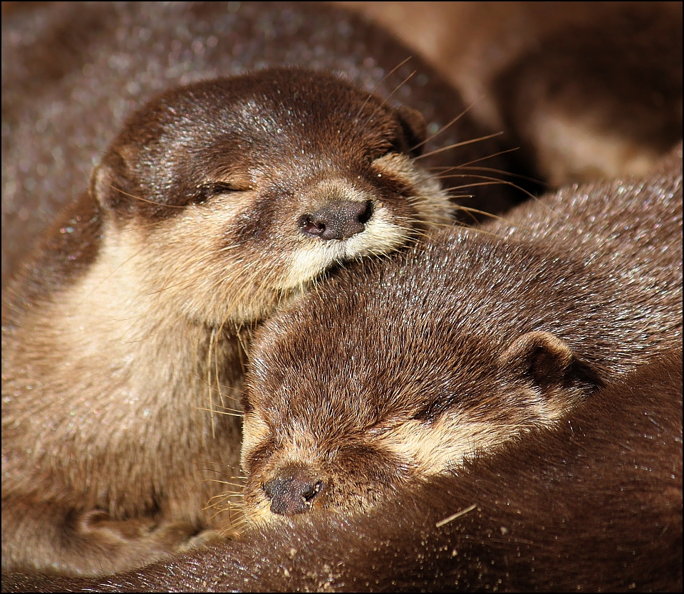 Oriental otters.