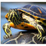 Red-eared slider II.