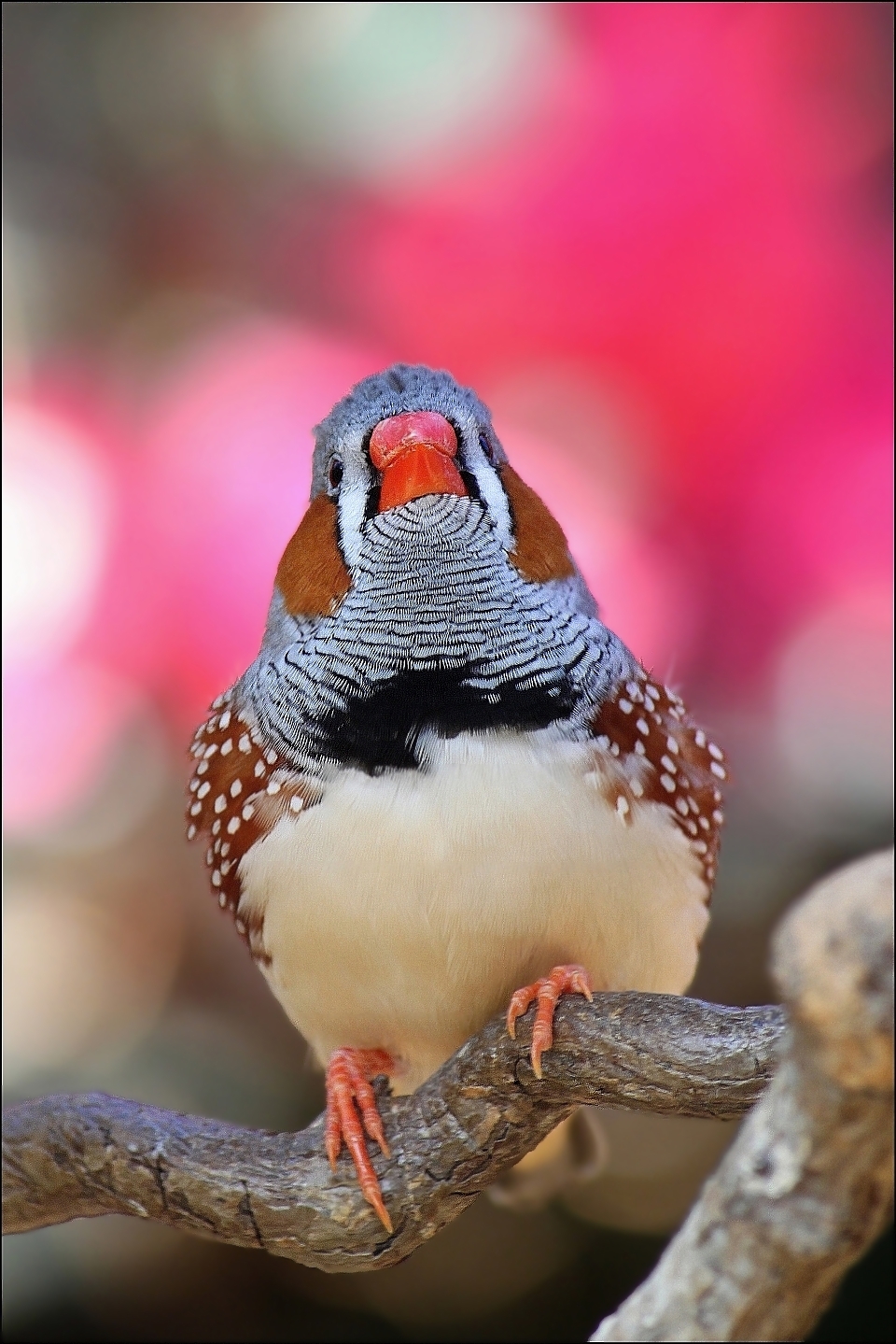 Zebra finch.