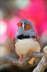 Zebra finch.