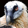Bearded vulture.